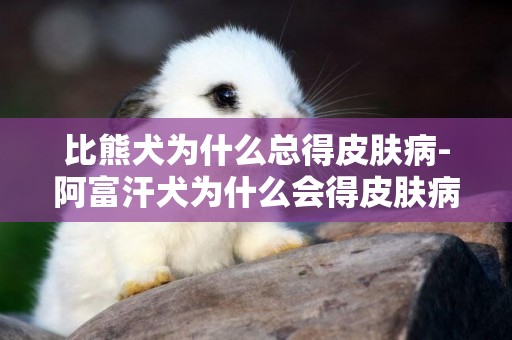 比熊犬為什么總得皮膚病-阿富汗犬為什么會得皮膚病