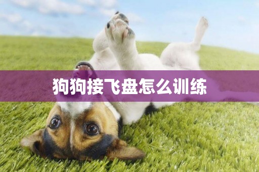 狗狗接飛盤怎么訓練