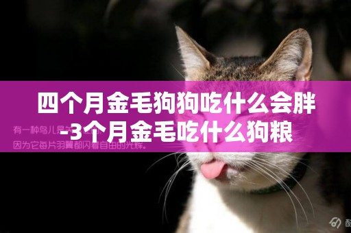四個月金毛狗狗吃什么會胖-3個月金毛吃什么狗糧