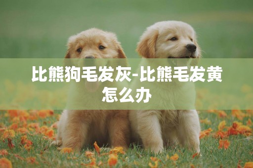 比熊狗毛發灰-比熊毛發黃怎么辦