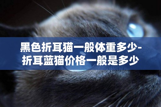 黑色折耳貓一般體重多少-折耳藍貓價格一般是多少