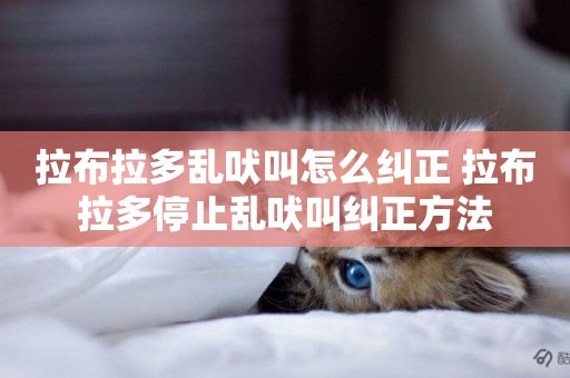拉布拉多亂吠叫怎么糾正 拉布拉多停止亂吠叫糾正方法