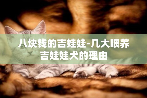八塊錢的吉娃娃-幾大喂養吉娃娃犬的理由