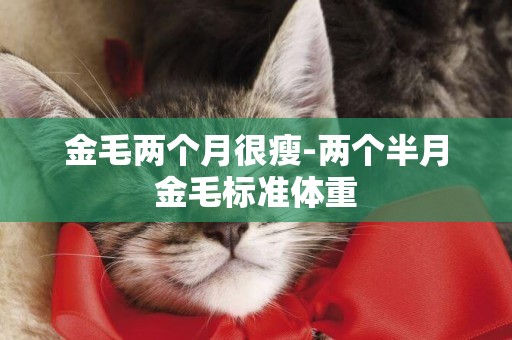 金毛兩個月很瘦-兩個半月金毛標準體重