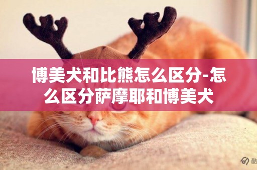 博美犬和比熊怎么區分-怎么區分薩摩耶和博美犬