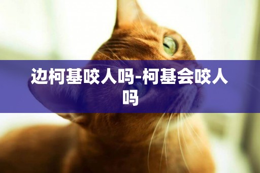 邊柯基咬人嗎-柯基會咬人嗎