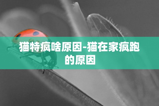 貓特瘋啥原因-貓在家瘋跑的原因