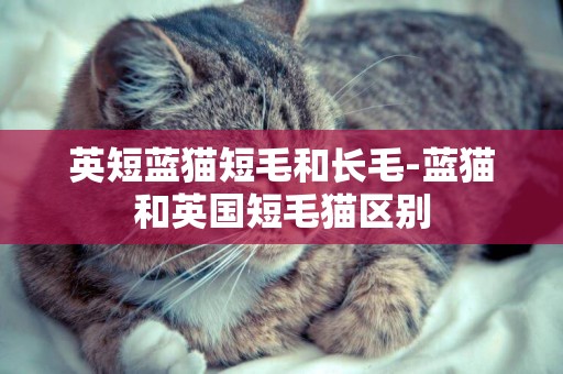英短藍貓短毛和長毛-藍貓和英國短毛貓區別