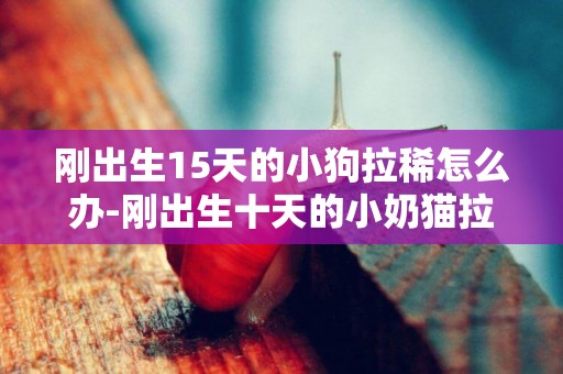 剛出生15天的小狗拉稀怎么辦-剛出生十天的小奶貓拉稀怎么辦