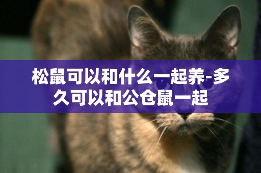 松鼠可以和什么一起養-多久可以和公倉鼠一起