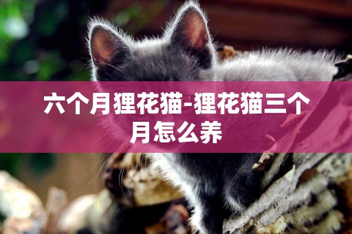 六個月貍花貓-貍花貓三個月怎么養