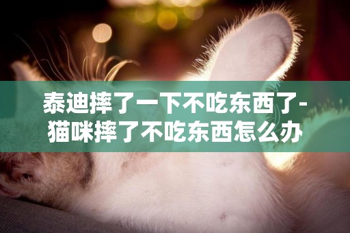 泰迪摔了一下不吃東西了-貓咪摔了不吃東西怎么辦