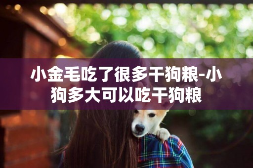 小金毛吃了很多干狗糧-小狗多大可以吃干狗糧
