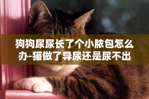 狗狗尿尿長了個小膿包怎么辦-貓做了導尿還是尿不出來怎么辦