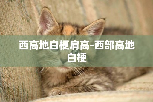 西高地白梗肩高-西部高地白梗