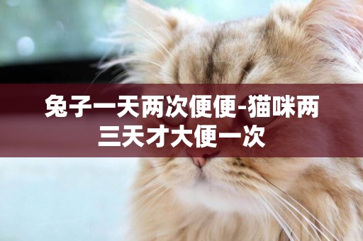 兔子一天兩次便便-貓咪兩三天才大便一次