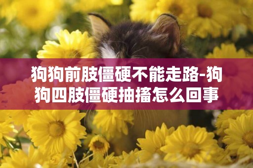 狗狗前肢僵硬不能走路-狗狗四肢僵硬抽搐怎么回事