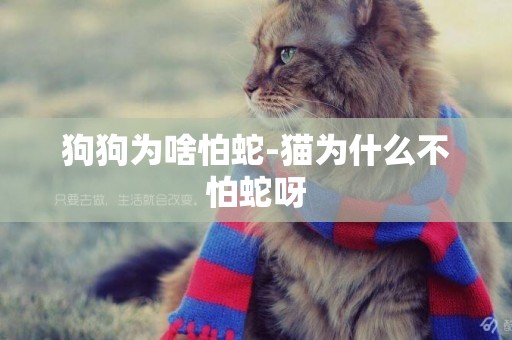 狗狗為啥怕蛇-貓為什么不怕蛇呀