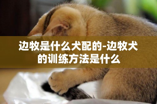 邊牧是什么犬配的-邊牧犬的訓練方法是什么