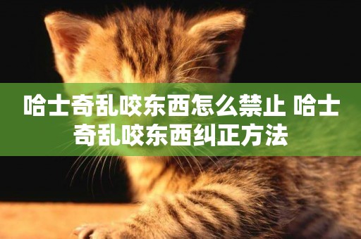 哈士奇亂咬東西怎么禁止 哈士奇亂咬東西糾正方法