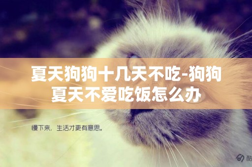 夏天狗狗十幾天不吃-狗狗夏天不愛吃飯怎么辦