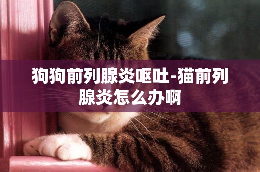 狗狗前列腺炎嘔吐-貓前列腺炎怎么辦啊