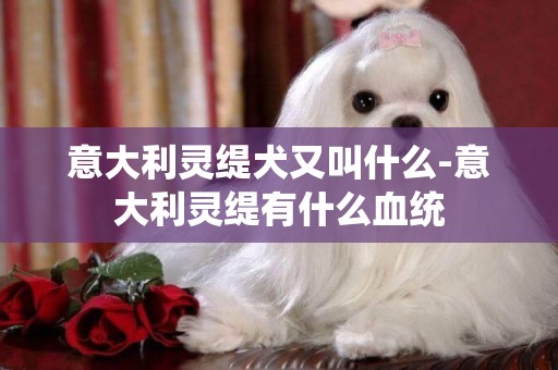 意大利靈緹犬又叫什么-意大利靈緹有什么血統