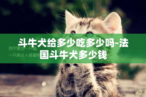 斗牛犬給多少吃多少嗎-法國斗牛犬多少錢
