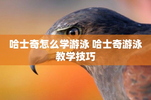 哈士奇怎么學游泳 哈士奇游泳教學技巧