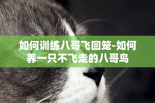 如何訓練八哥飛回籠-如何養一只不飛走的八哥鳥