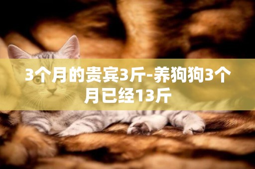 3個月的貴賓3斤-養狗狗3個月已經13斤