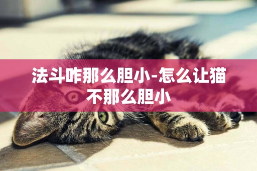 法斗咋那么膽小-怎么讓貓不那么膽小
