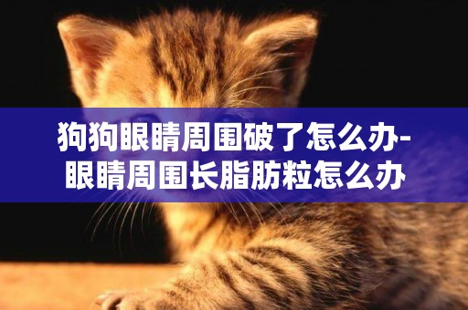 狗狗眼睛周圍破了怎么辦-眼睛周圍長脂肪粒怎么辦