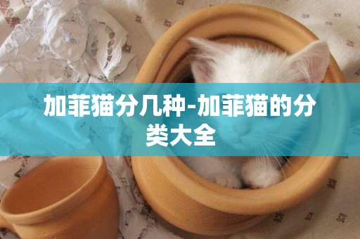 加菲貓分幾種-加菲貓的分類大全