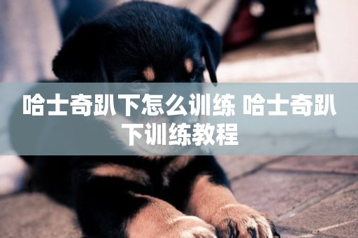 哈士奇趴下怎么訓練 哈士奇趴下訓練教程