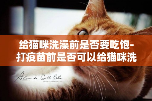 給貓咪洗澡前是否要吃飽-打疫苗前是否可以給貓咪洗澡