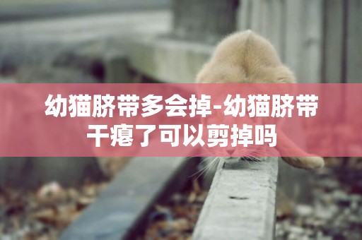 幼貓臍帶多會掉-幼貓臍帶干癟了可以剪掉嗎