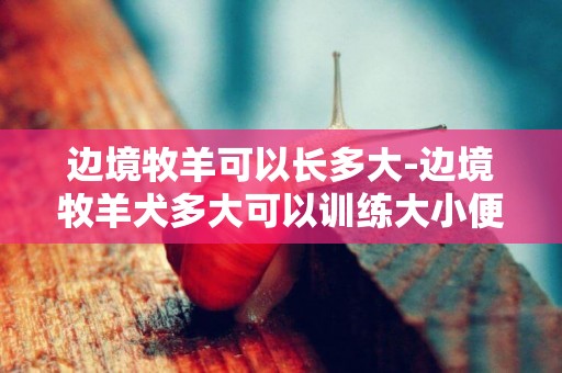 邊境牧羊可以長多大-邊境牧羊犬多大可以訓練大小便