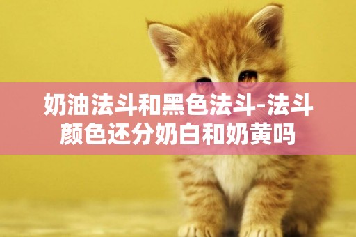 奶油法斗和黑色法斗-法斗顏色還分奶白和奶黃嗎