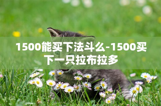 1500能買下法斗么-1500買下一只拉布拉多