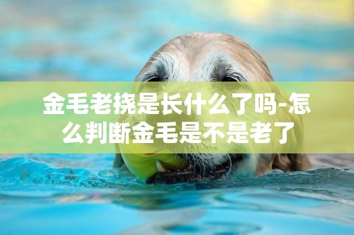 金毛老撓是長什么了嗎-怎么判斷金毛是不是老了
