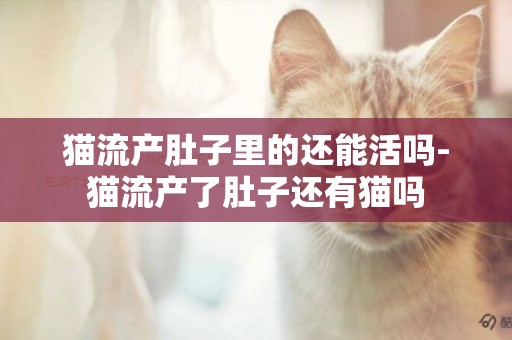 貓流產肚子里的還能活嗎-貓流產了肚子還有貓嗎