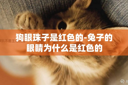 狗眼珠子是紅色的-兔子的眼睛為什么是紅色的