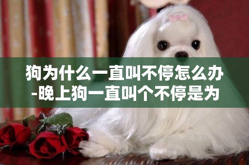 狗為什么一直叫不停怎么辦-晚上狗一直叫個不停是為什么