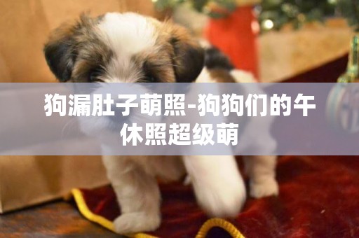 狗漏肚子萌照-狗狗們的午休照超級萌