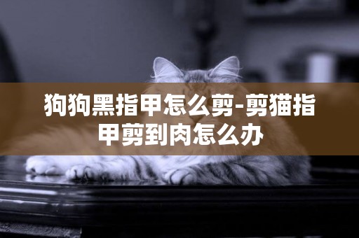 狗狗黑指甲怎么剪-剪貓指甲剪到肉怎么辦