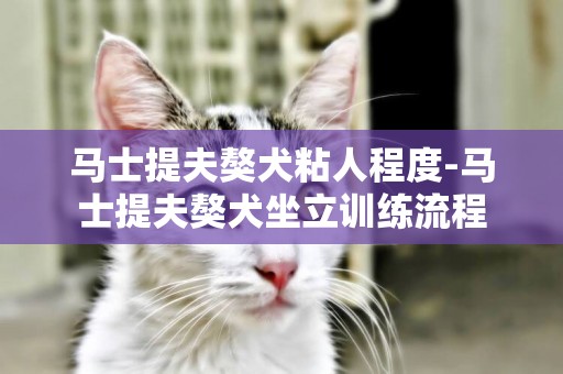 馬士提夫獒犬粘人程度-馬士提夫獒犬坐立訓練流程