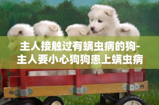 主人接觸過有螨蟲病的狗-主人要小心狗狗患上螨蟲病