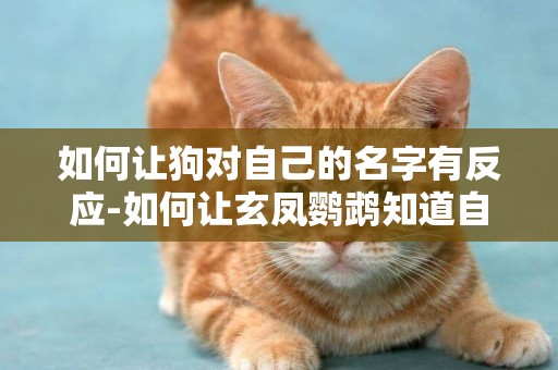 如何讓狗對自己的名字有反應-如何讓玄鳳鸚鵡知道自己的名字