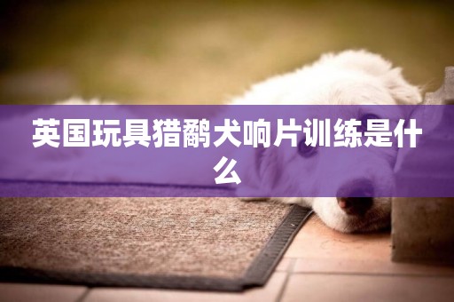英國玩具獵鷸犬響片訓練是什么